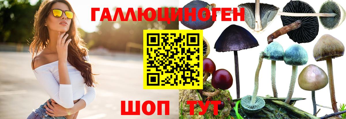 Псилоцибиновые грибы Psilocybine cubensis Зеленогорск